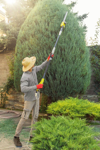 Best Tree Maintenance Programs  in Milpitas, CA